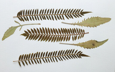 Pressed and dried leaves, flowers isolated on white background. For use in floral patterns, herbariums, scrapbooking.