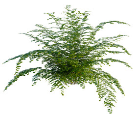 Adiantum capillus tree, front view, cutout, transparent background, isolate, Elevation, Delicate fern leaves texture, detailed botanical pattern, natural background, green foliage close-up © DH Tree Stock