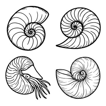 Nautilus Shell Line Art Vector Illustration Set