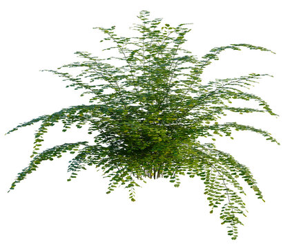 Adiantum capillus tree, front view, cutout, transparent background, isolate, Elevation, Delicate fern leaves texture, detailed botanical pattern, natural background, green foliage close-up
