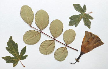 Pressed and dried leaves, flowers isolated on white background. For use in floral patterns, herbariums, scrapbooking.