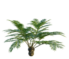 Fototapeta premium Angiopteris fokiensis tree, front view, cutout, transparent background, isolate, Elevation, Detailed close-up of a lush green fern plant with vibrant foliage, natural textures.