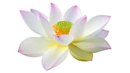 Fototapeta premium Lotus flower or water lily, PNG, isolated on transparent background