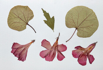 Pressed and dried leaves, flowers isolated on white background. For use in floral patterns, herbariums, scrapbooking.