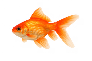 Goldfish swimming, a popular pet or aquatic animal, representing freedom, luck, and prosperity on transparent background