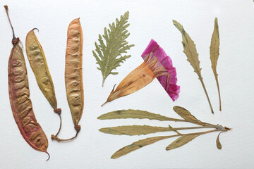 Pressed and dried leaves, flowers isolated on white background. For use in floral patterns, herbariums, scrapbooking.
