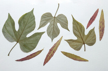 Pressed and dried leaves, flowers isolated on white background. For use in floral patterns, herbariums, scrapbooking.