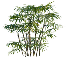 Obraz premium Rhapis excelsa tree, front view, cutout, transparent background, isolate, Elevation, Bamboo stalks growing in a lush tropical forest, perfect for a natural background.