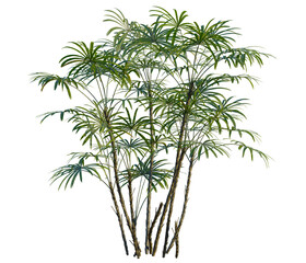 Fototapeta premium Rhapis excelsa tree, front view, cutout, transparent background, isolate, Elevation, Bamboo Stalks Texture, Seamless Background, Botanical Illustration, Green Plant Elements