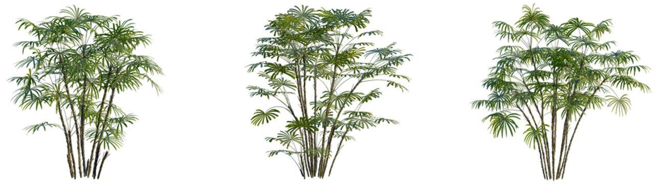Rhapis excelsa tree, front view, cutout, transparent background, isolate, Elevation, Dense Bamboo Grove, Lush Greenery, Tropical Forest, Serene Nature Scene, Peaceful Environment