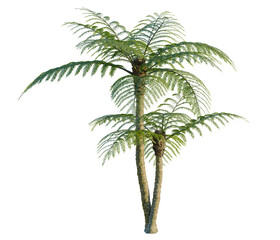 Obraz premium Sphaeropteris lepifera tree, front view, cutout, transparent background, isolate, Elevation, Majestic tall pine tree with lush green needles, natural forest landscape, scenic view