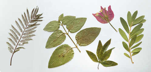 Pressed and dried leaves, flowers isolated on white background. For use in floral patterns, herbariums, scrapbooking.