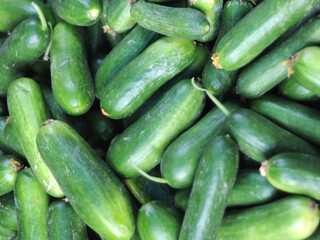 Cucumis sativus or fresh cucumber image