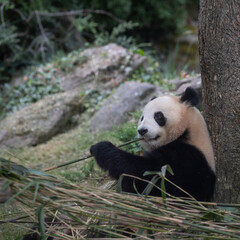 panda adulte en train de manger du bambou dans un enclos. Mammif&egrave;re, zoo