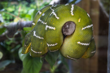 Le Python vert (Morelia viridis) est une esp&egrave;ce de serpents de la famille des Pythonidae. Il est &eacute;galement appel&eacute; Python arboricole vert australien