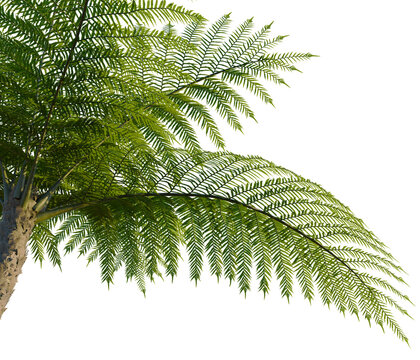 Sphaeropteris lepifera tree, corner view, cutout, transparent background, isolate,architecture visualization, Lush Green Fern Branch with Delicate Fronds - Nature Photography for Design Elements
