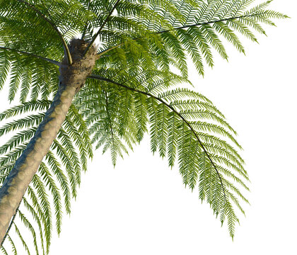 Sphaeropteris lepifera tree, corner view, cutout, transparent background, isolate,architecture visualization, Lush Green Fern Branch with Delicate Fronds - Nature Photography for Design Elements