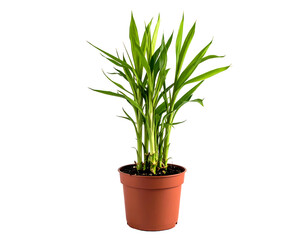 Lush green bamboo stalks grow in a brown pot, a symbol of luck