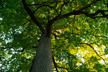 Fototapeta premium Low angle view of a large deciduous tree trunk and green canopy in a forest. Sunlight filters through the leaves and branches during the day.
