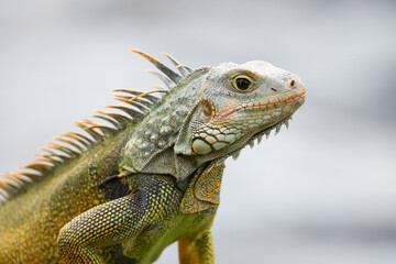 Obraz premium A large green iguana basking on coastal rocks in San Juan, Puerto Rico