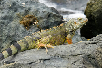 Fototapeta premium A large green iguana basking on coastal rocks in San Juan, Puerto Rico