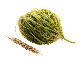 A spiky seed pod with delicate straw-like strands next to a wheat stalk