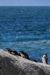 Fototapeta premium Cape penguin group resting on a sunny rock by the sea. Wildlife observation and nature conservation concept. Coastal animal habitat.