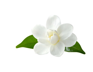 A pristine white bloom with green leaves on a black background