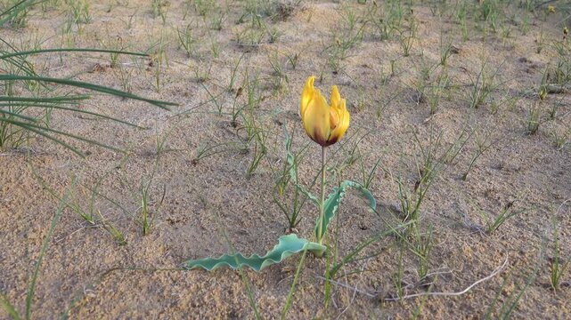Golden tulip (Tulipa chrysantha; Tulipa lehmanniana). Areg. Spring in the White Desert (Akkum), where the Aral Sea once stood. Carex arenaria around
