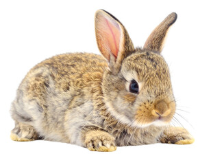Obraz premium Adorable fluffy baby bunny with soft brown fur, alert ears, and curious eyes