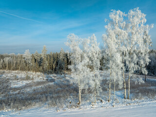 snow covered trees © talavietis
