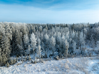 snow covered trees in winter © talavietis
