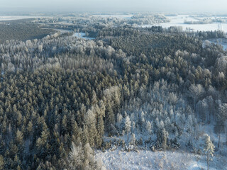 snow covered trees © talavietis