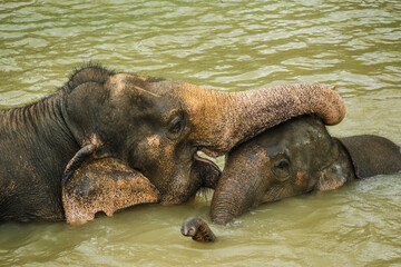 Fototapeta premium Adult Asian elephant gently interacting with elephant calf while swimming in muddy river, close-up wildlife scene in Thailand