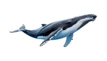 Humpback Whale Swimming Gracefully Beneath The Surface of The Ocean in Vibrant Blue Waters