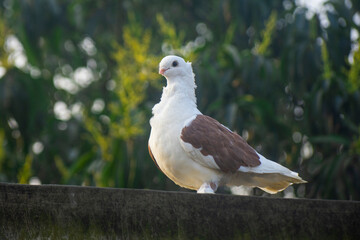 Two beautiful white fancy pigeons perching together on a wall against a lush green background.