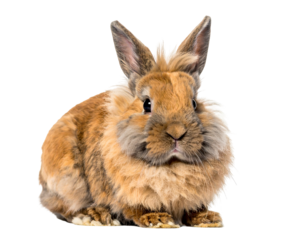 Fluffy brown rabbit with large ears and expressive eyes sits calmly
