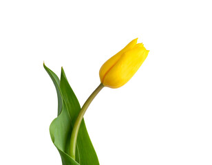 Single yellow tulip bloom with green leaves on black background