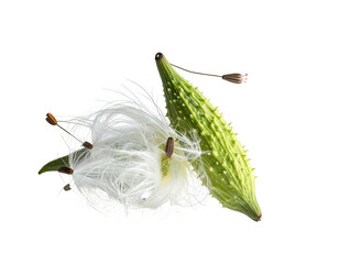 Milkweed pod bursts open, releasing seeds and fluffy white fibers