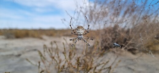 Real photograph of a spider on its web with a caught insect, authentic photo, not AI generated