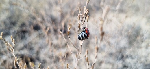 Real photograph of a red beetle with striped belly crawling on a single branch of a desert plant