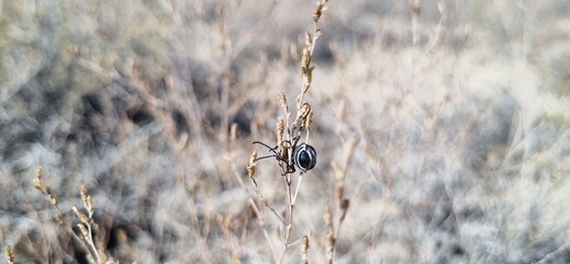 Real photograph of a red beetle with striped belly on multiple branches of a desert shrub in the desert.&raquo;