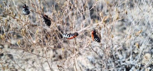 Real photograph of several red beetles with striped belly on multiple branches of a desert shrub in the desert.&raquo;