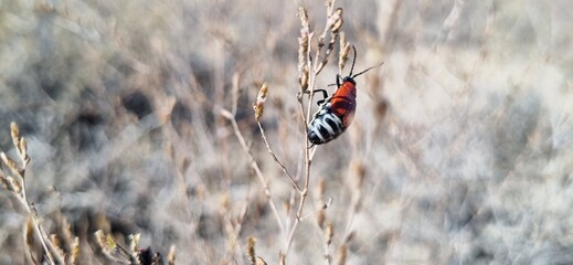 Real photograph of a red beetle with striped belly crawling on a desert plant branch, authentic photo, not AI generated