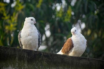 Two beautiful white fancy pigeons perching together on a wall against a lush green background.