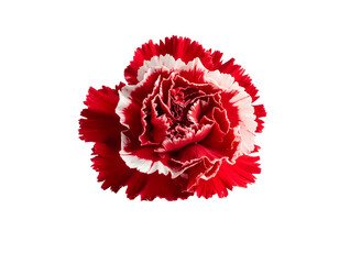 A vibrant red and white fringed flower against a stark black background
