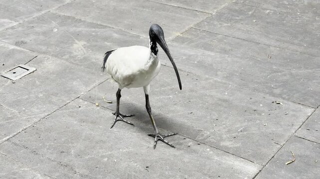Australian white ibis Threskiornis molucca walks across a bar terrace in Sydney, searching for leftover food left by customers. This urban adapted bird is known for scavenging in public places.
