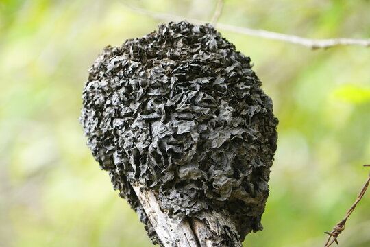 Termites are a group of detritivorous, eusocial cockroaches that feed on a variety of decaying plant material, generally in the form of wood, leaves, and litter. Baturit&aacute; - Cear&aacute;, Brazil.