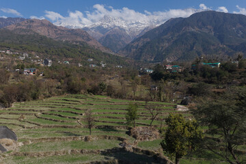 dharamshala landscape terraced fields with snow mountain daytime view