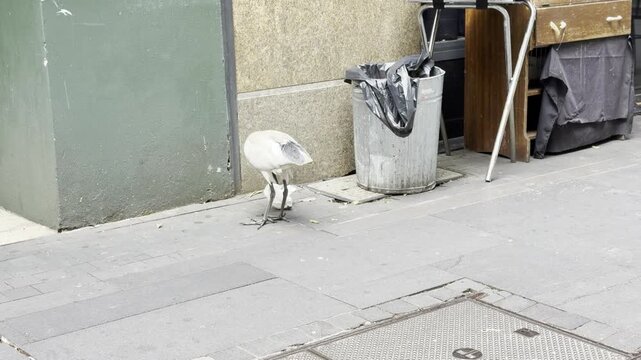Australian white ibis Threskiornis molucca also known as tip turkey dumpster chook and rubbish raptor pecks food from a discarded paper package beside a trash bin in Sydney. 